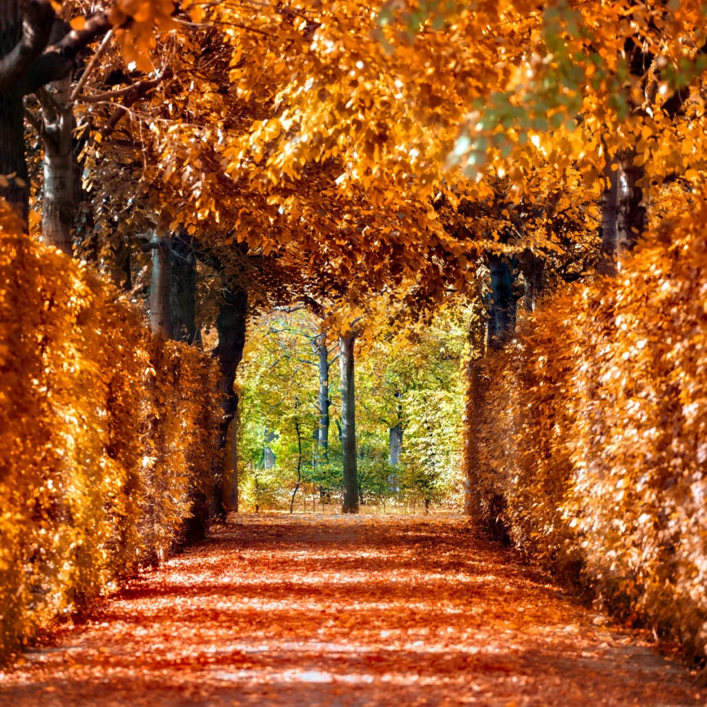 A tree-lined autumn pathway in Vienna, Austria, covered in golden-orange leaves with sunlight streaming through
